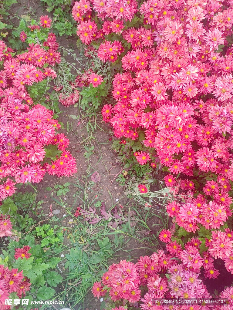 艳丽花丛绽放迷人色彩