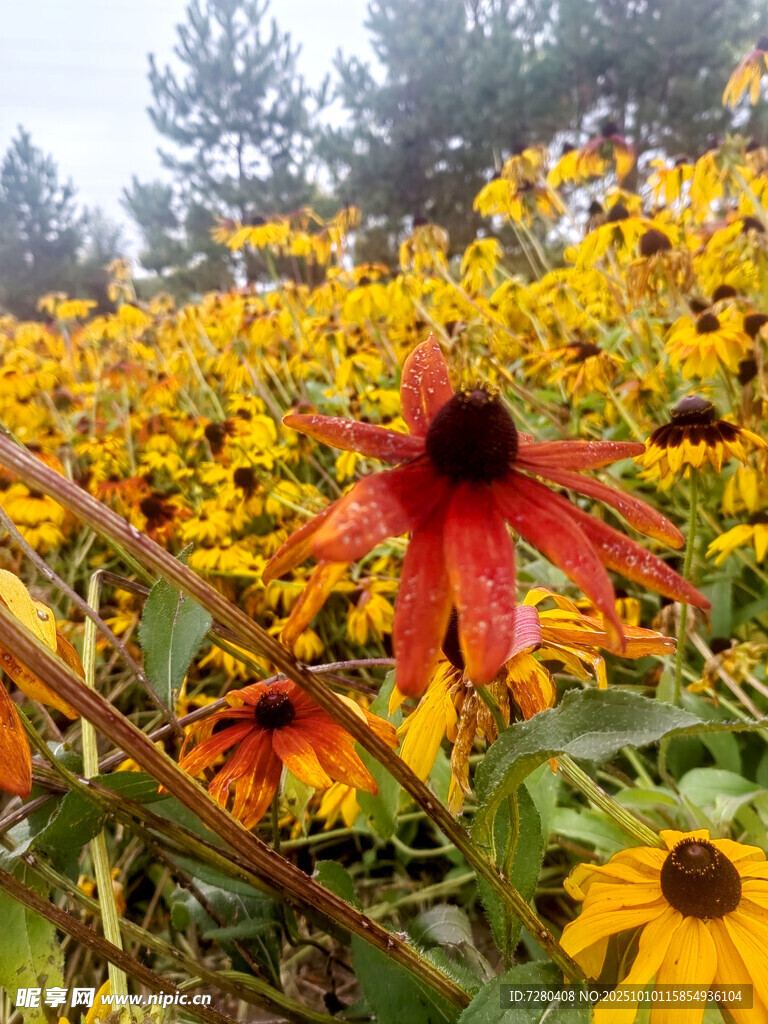 花海中的艳丽黑心菊