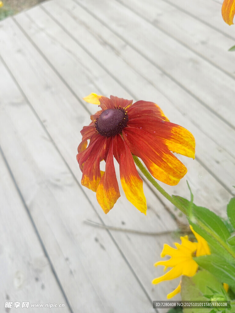 木栈道上的艳丽黑心菊