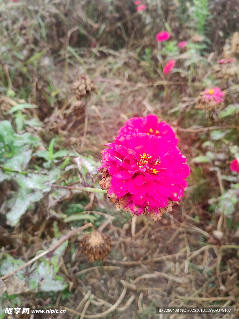 野外绽放的艳丽粉色花朵