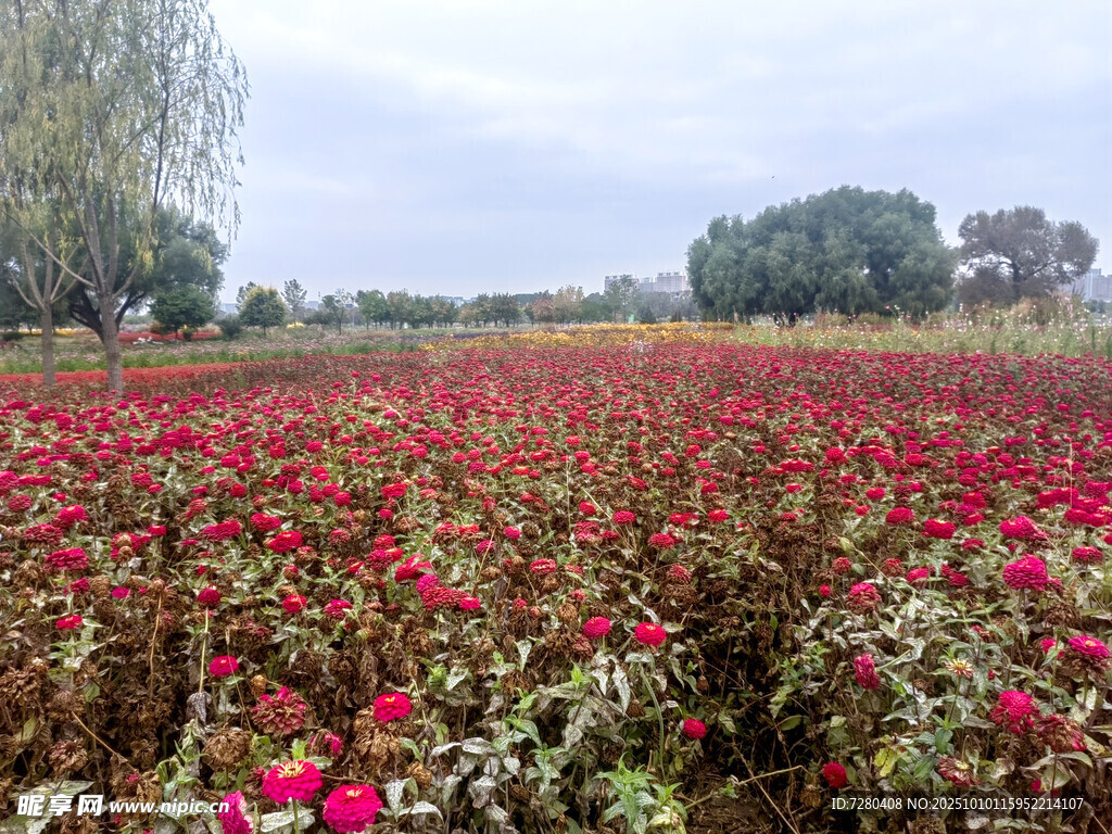绚烂花海绽放自然之美