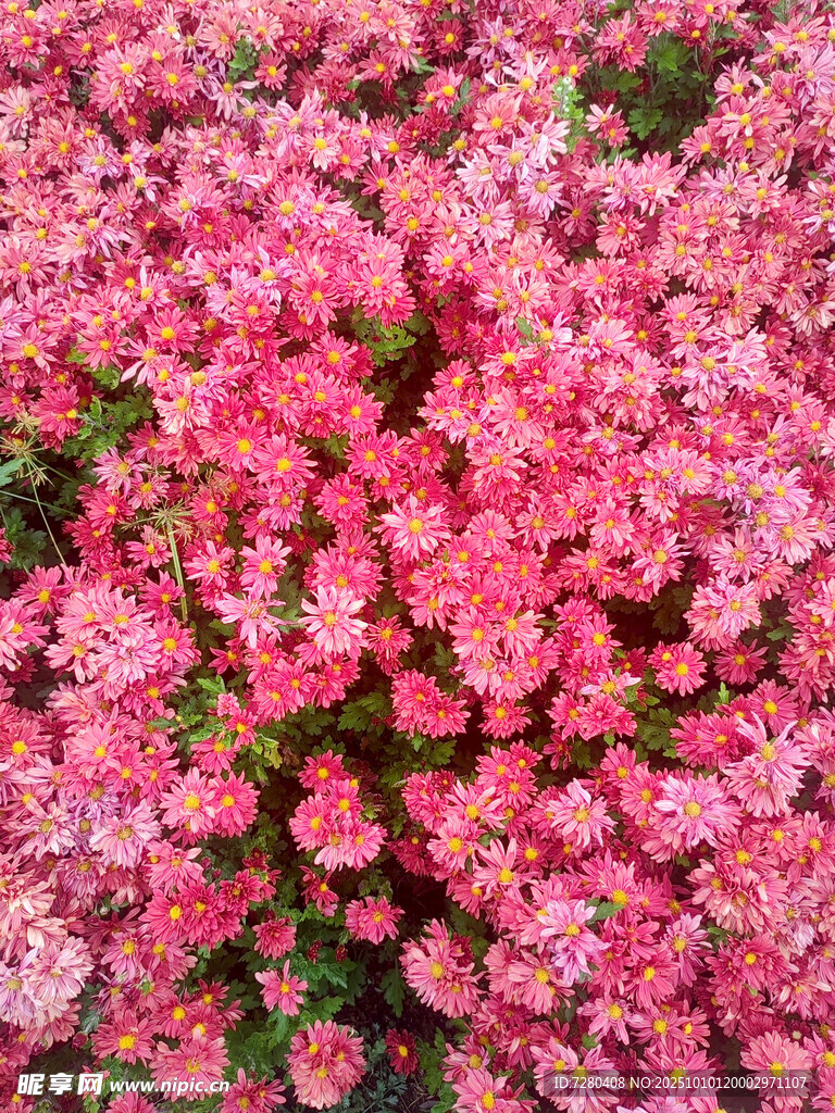 粉色繁花锦簇