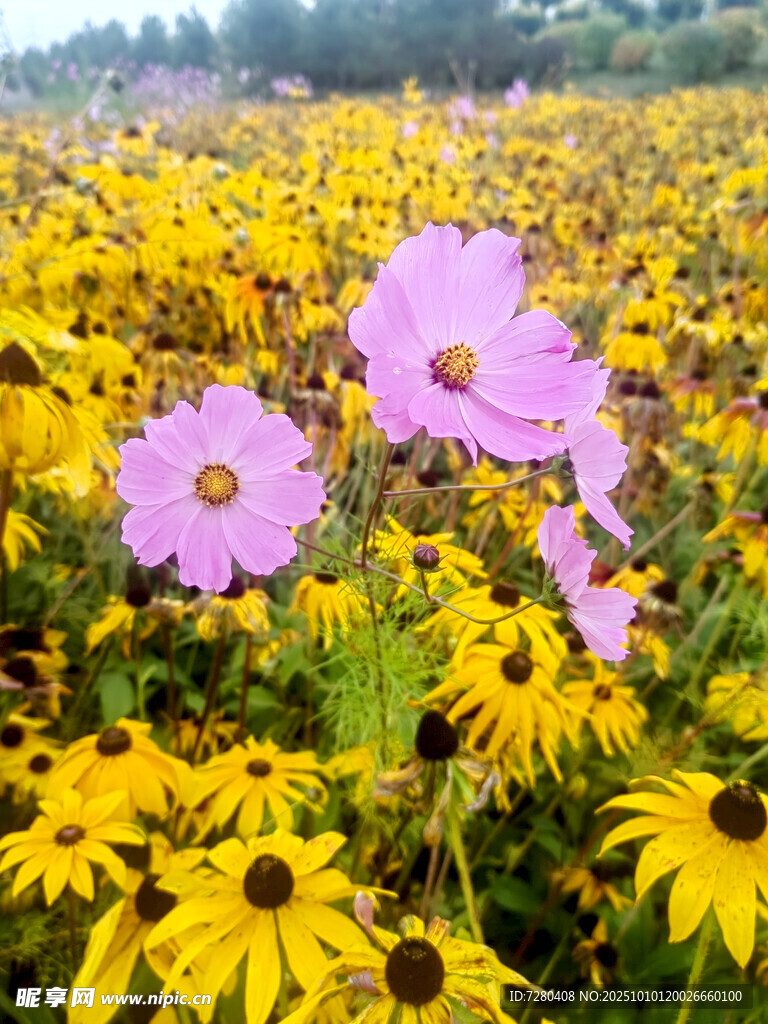 花海中的粉黄花朵绽放