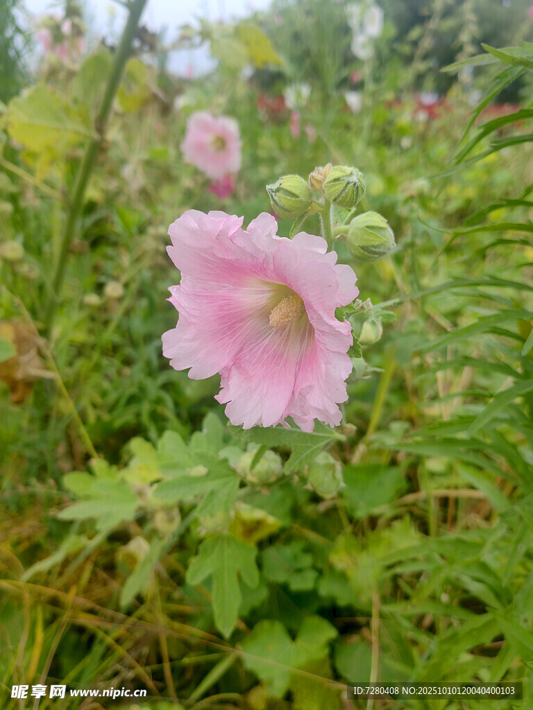 粉色蜀葵绽放于绿野间