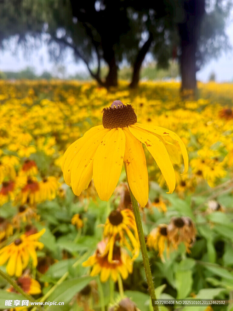 金黄花海中的单株黑心菊