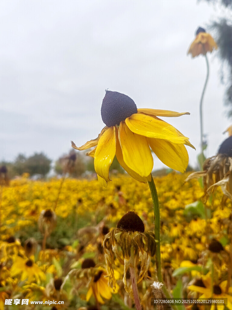 金黄花海中的黑心金光菊