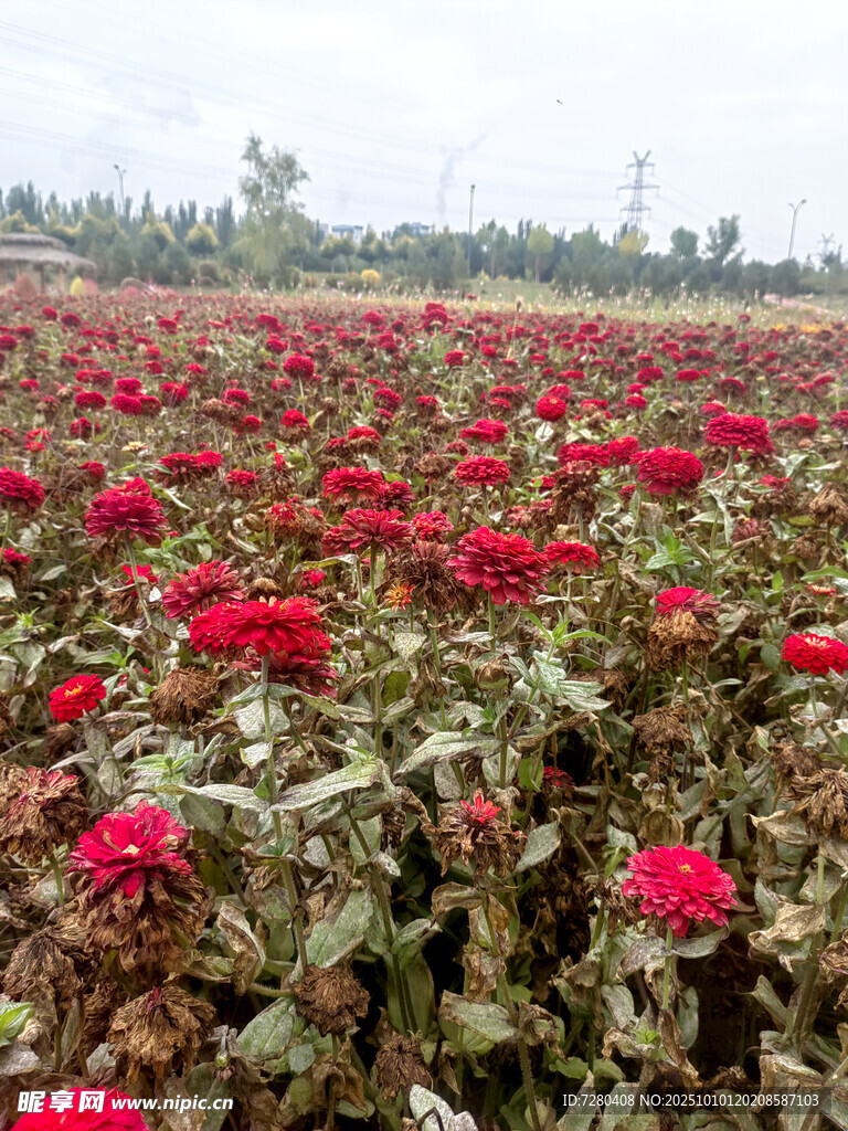 玫瑰花海盛放