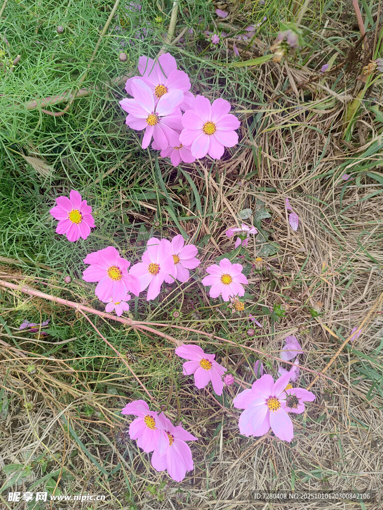 草地上的粉色小花