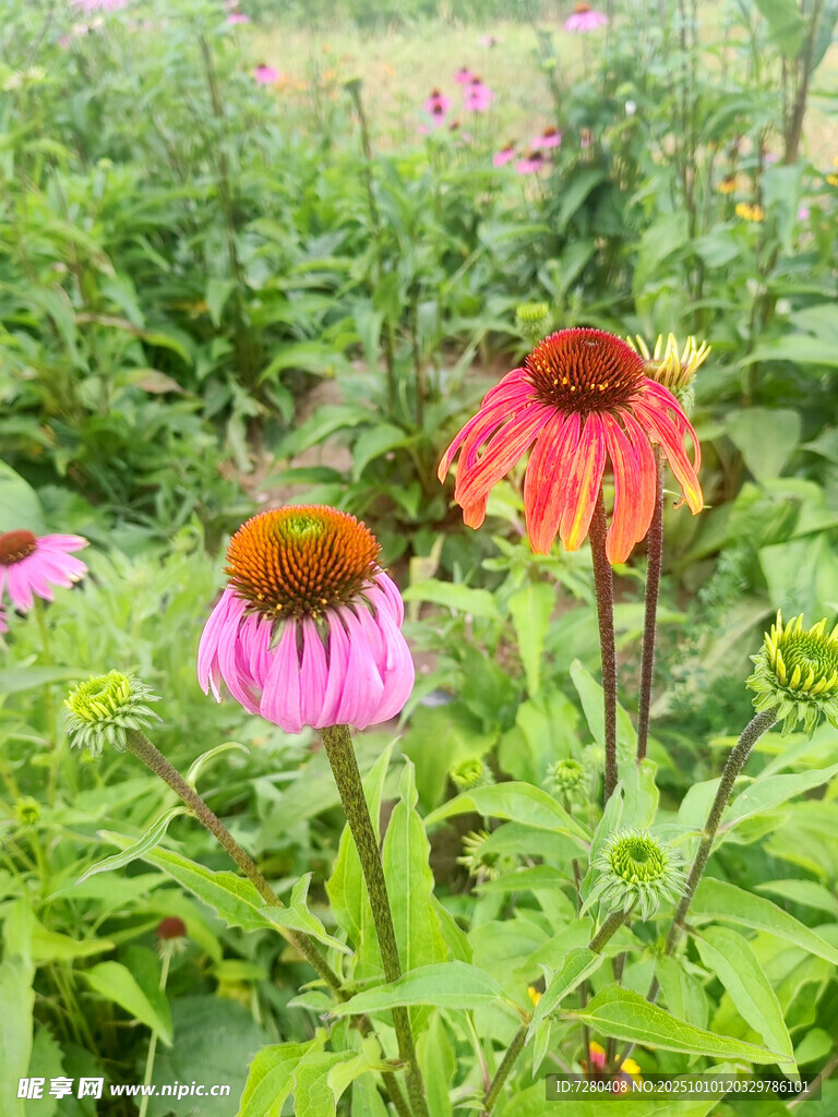 花园中的多彩紫锥菊