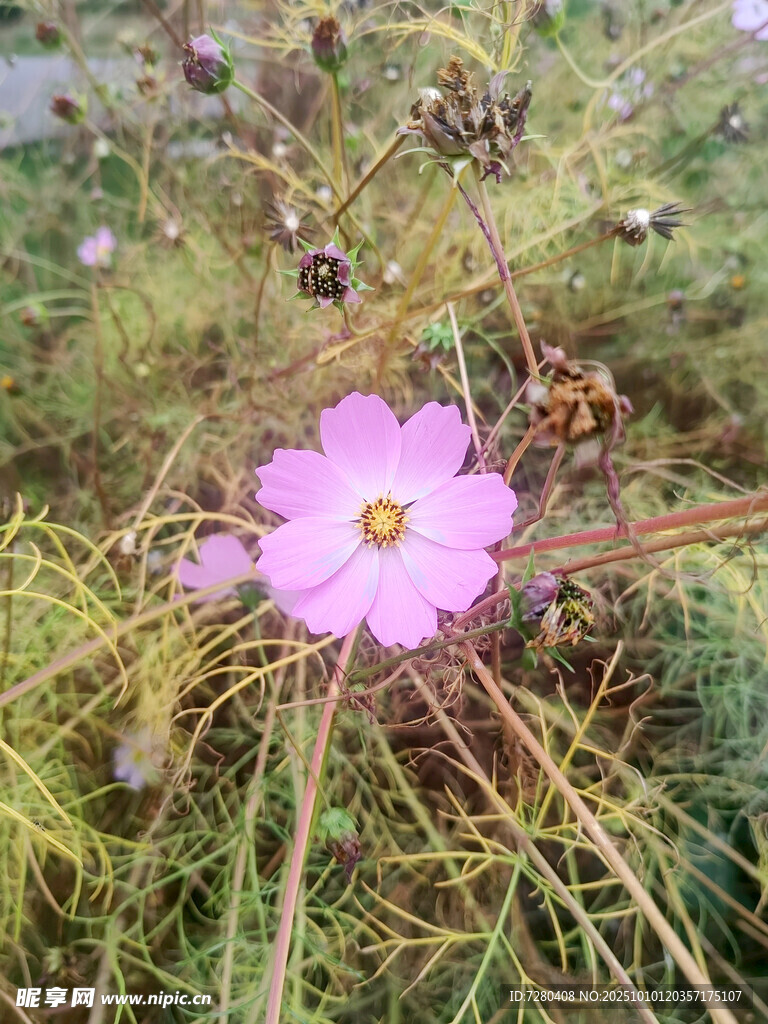 单朵粉色格桑花绽放