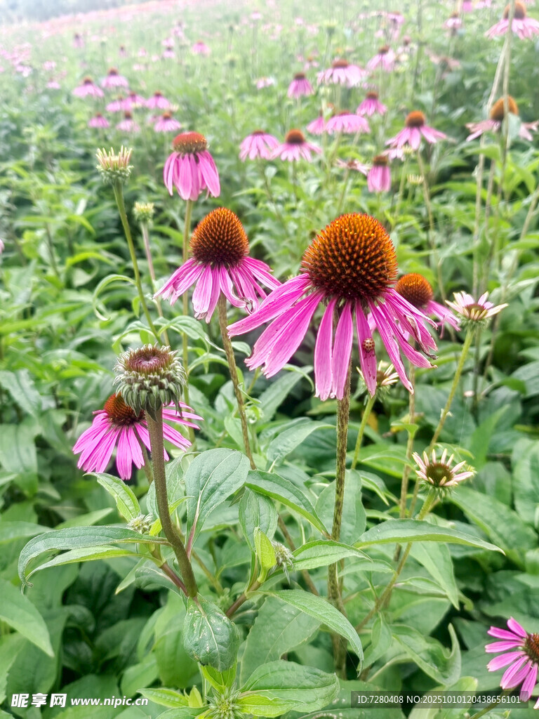 紫色松果菊绽放的花田