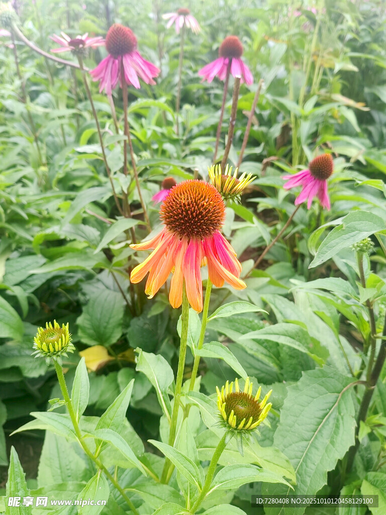 多彩松果菊绽放于绿野