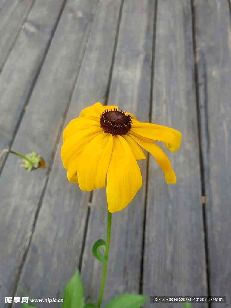 木栈道上的单株黄色花朵