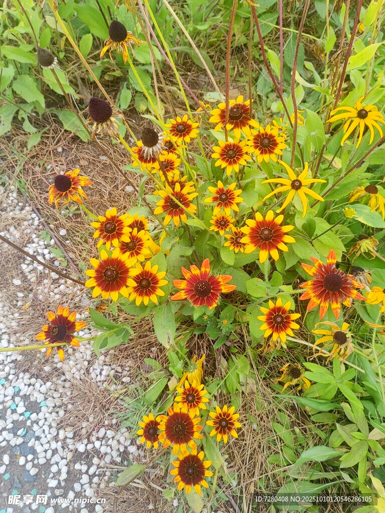 鲜艳小黄花绽放于草丛