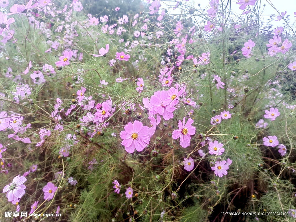 粉色格桑花绽放美景