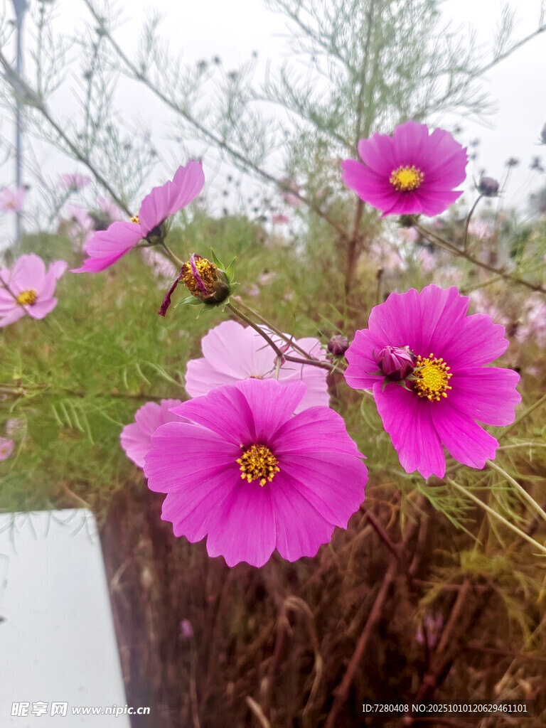 盛放的玫粉色花朵