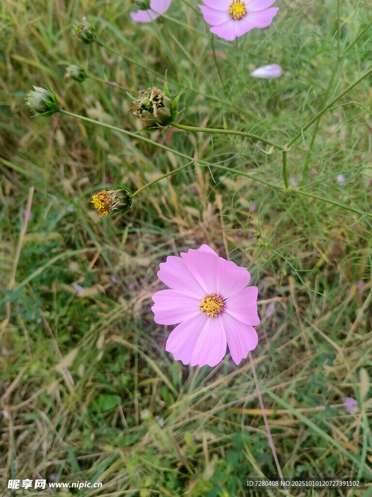 草地上的粉色波斯菊
