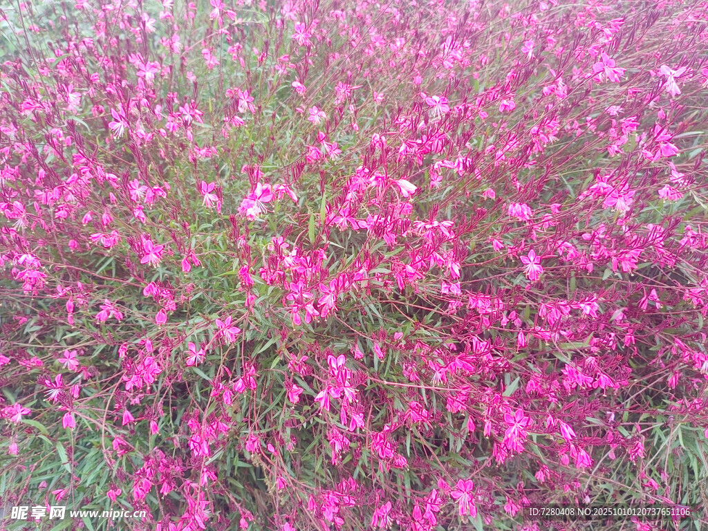粉色烂漫花丛