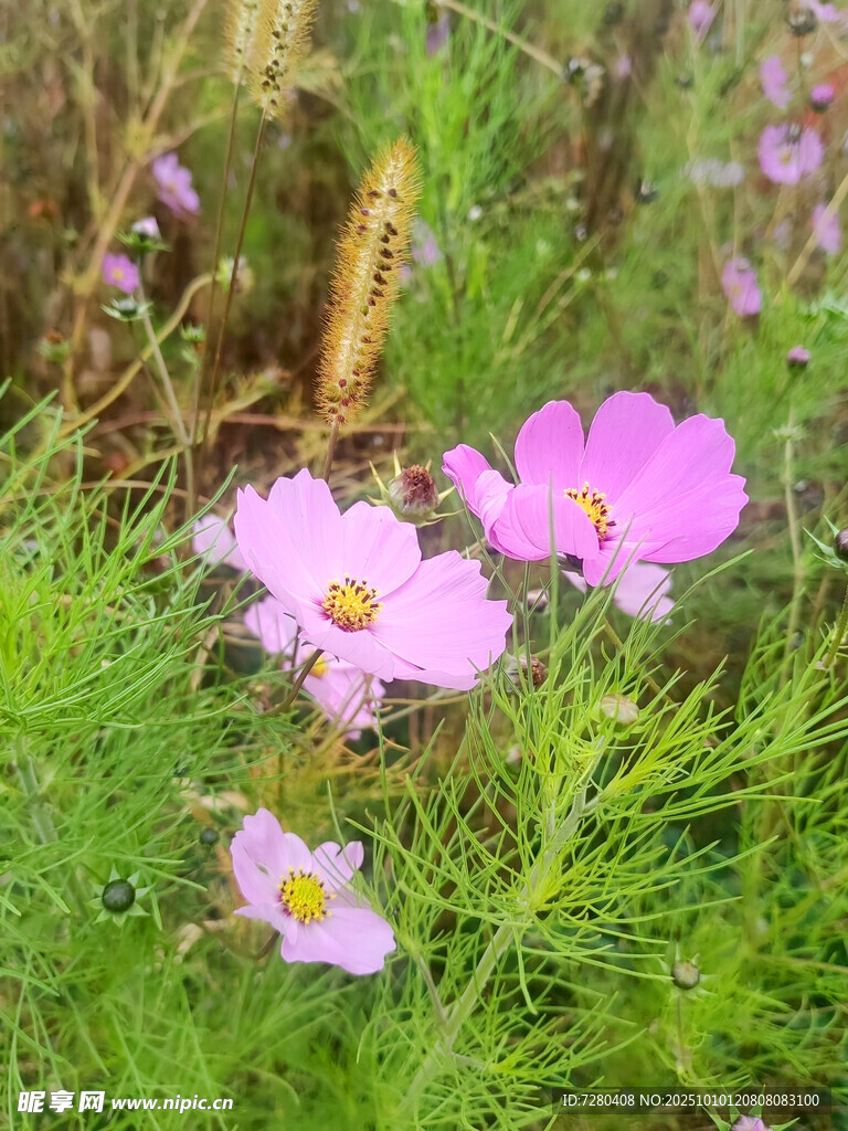 草丛中的美丽波斯菊