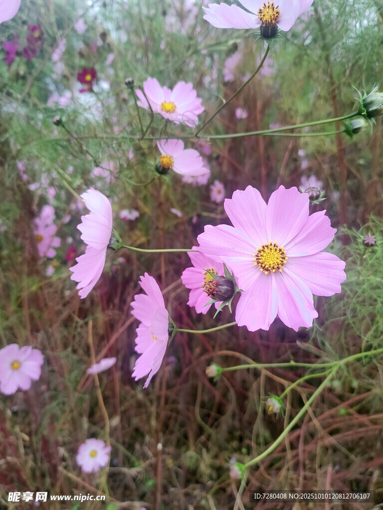 田野中的美丽波斯菊