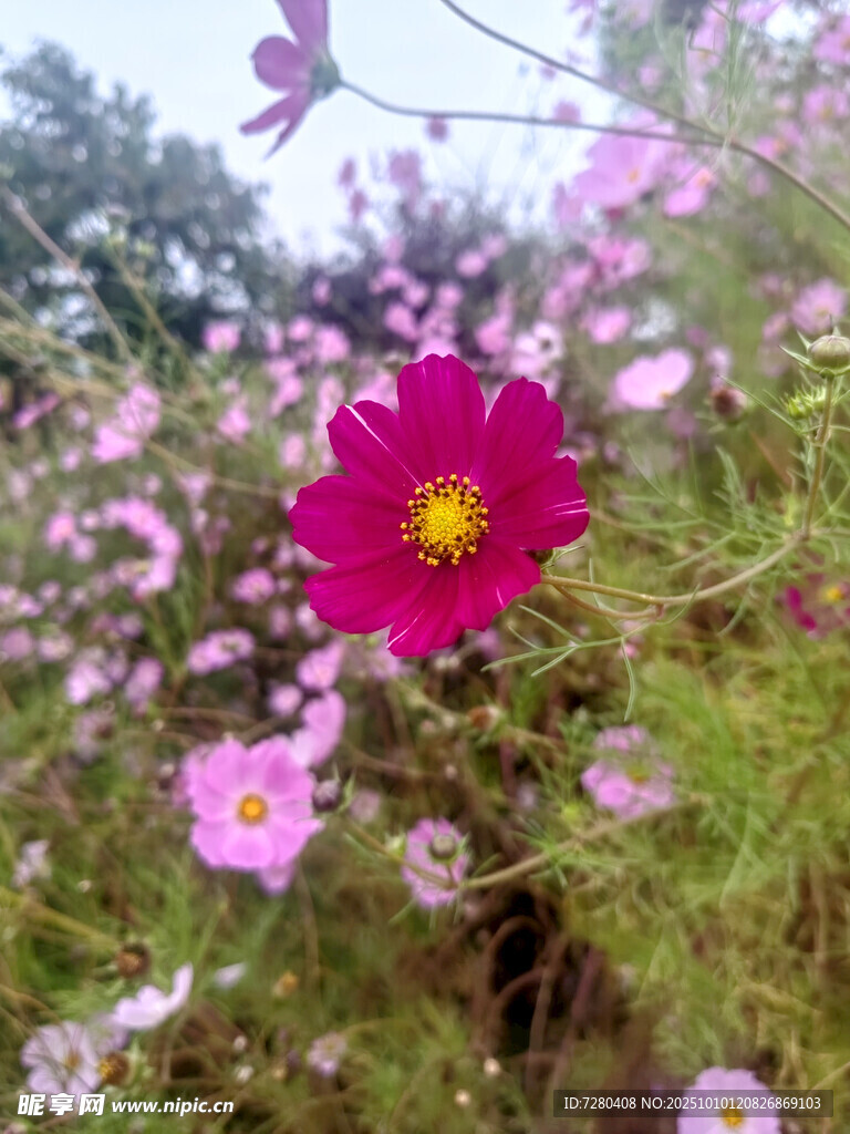 艳丽波斯菊绽放花丛中