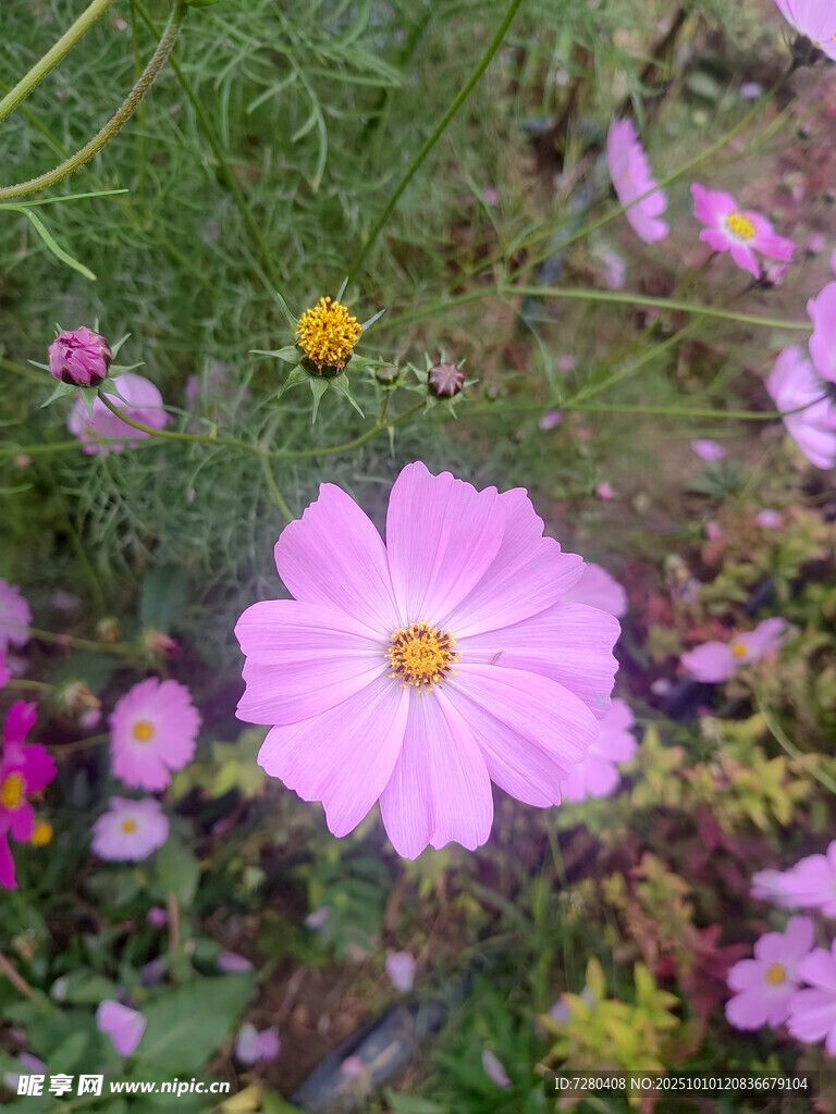 美丽波斯菊绽放花丛中