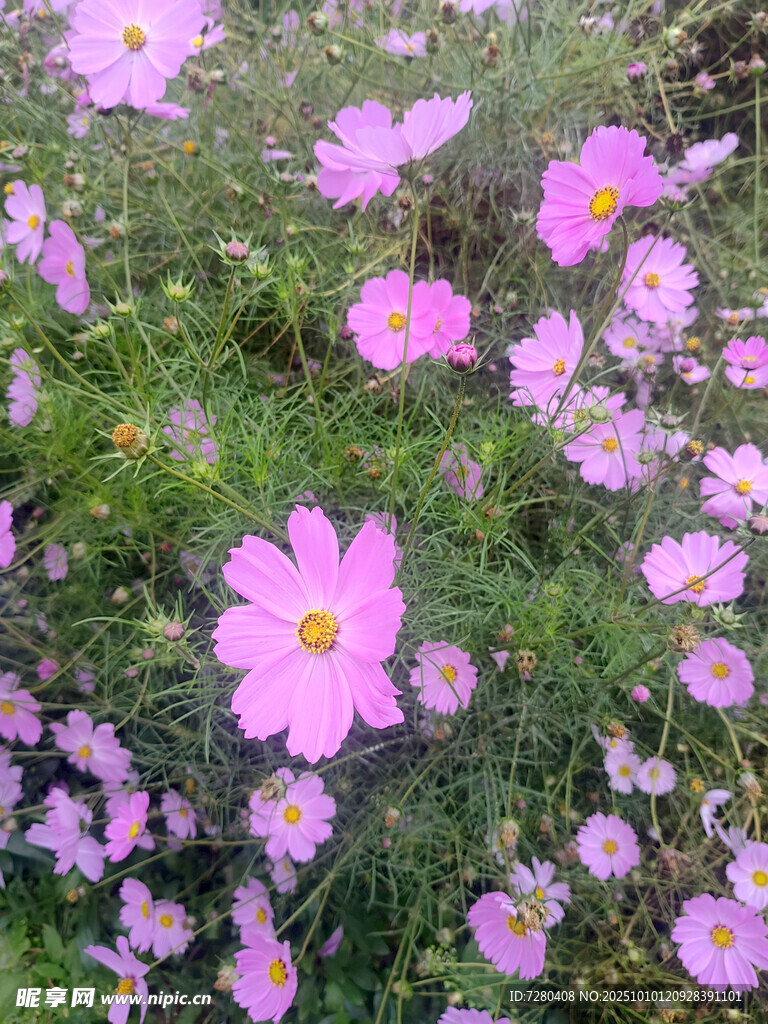 粉色波斯菊绽放的花田