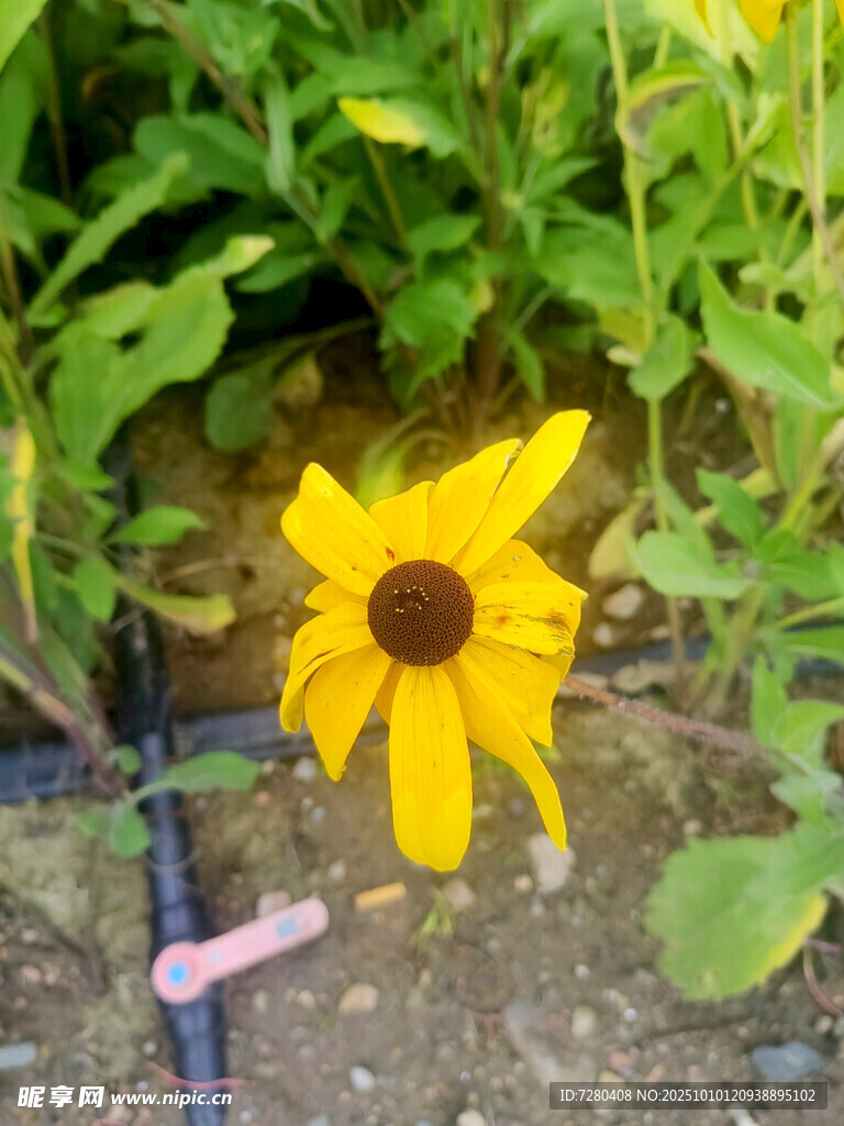 黄色小花绽放于绿植间