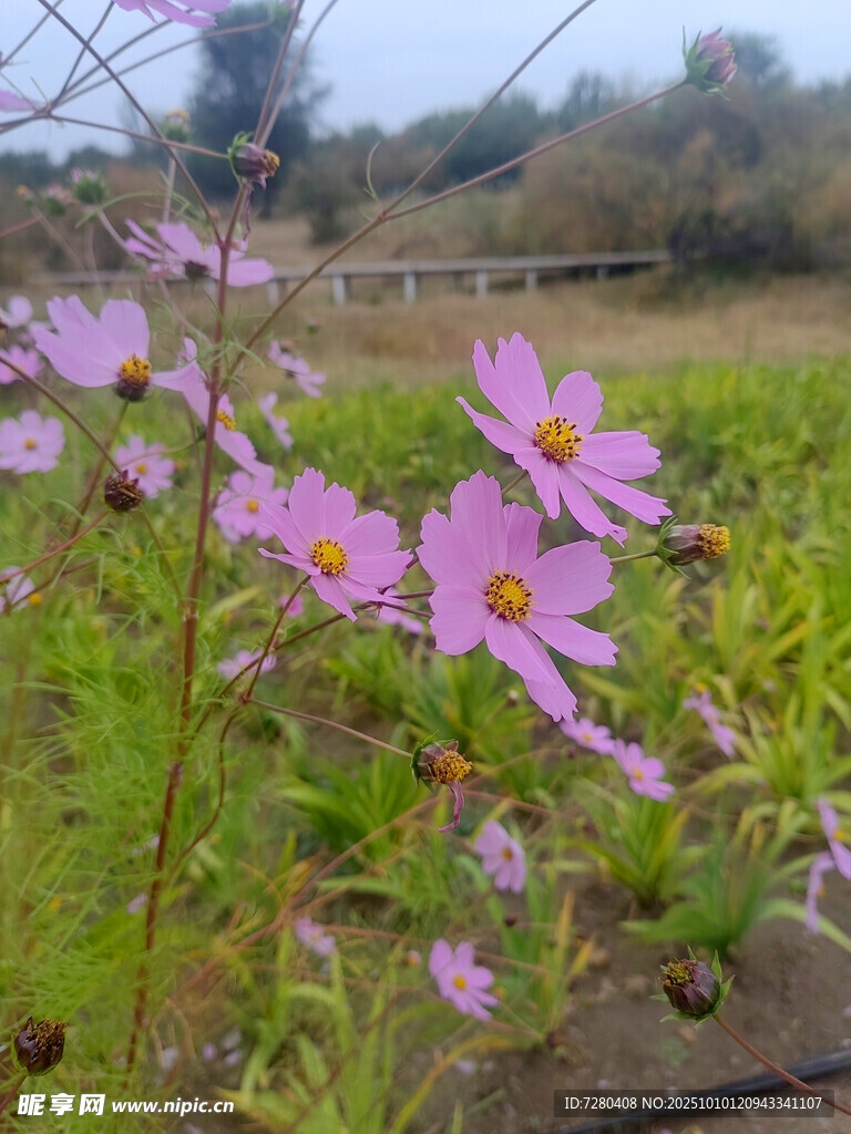 田野中的粉色烂漫小花