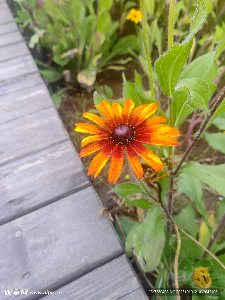 木栈道旁的艳丽黑心菊