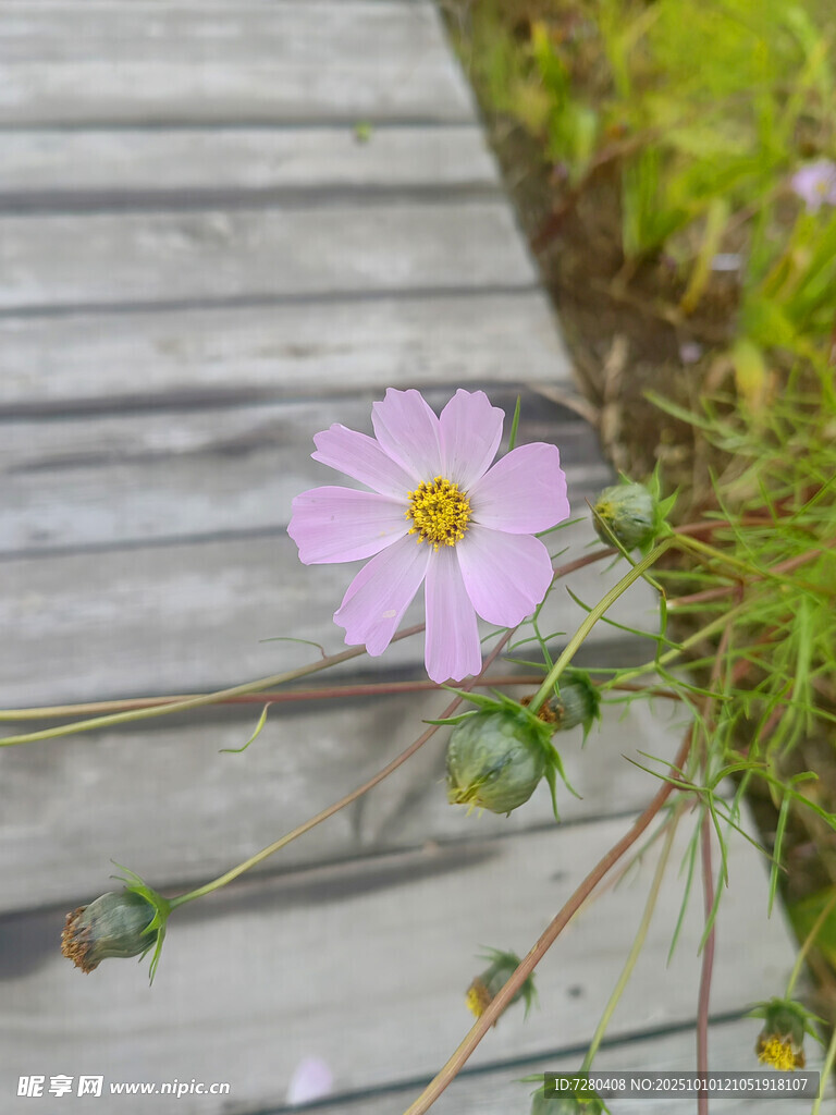 木栈道旁绽放的粉色小花