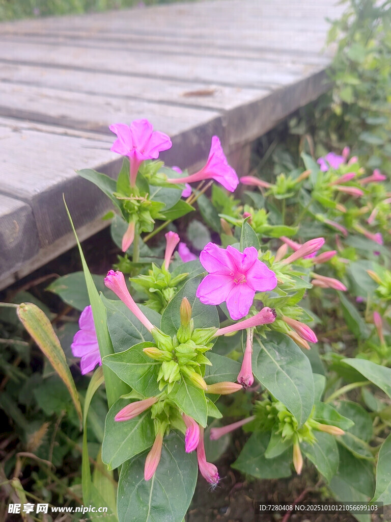 木栈道旁绽放的粉色花朵