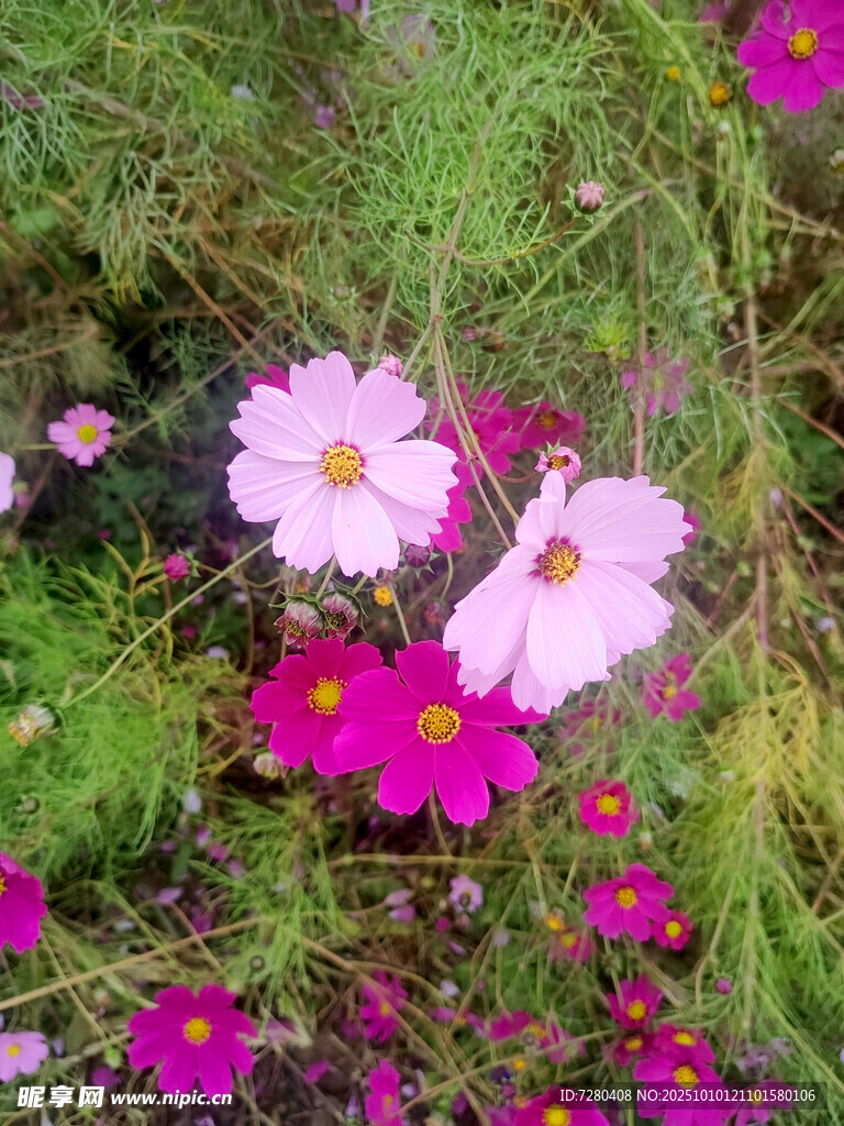 缤纷格桑花绽放于草丛