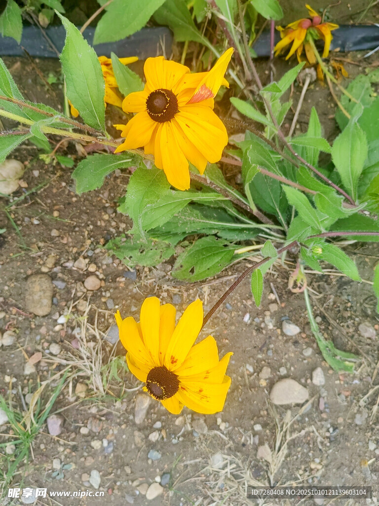 地上绽放的黄色黑心菊