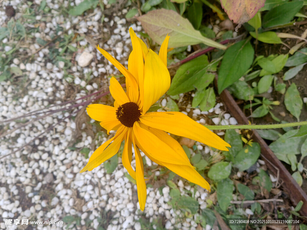 黄色黑心菊绽放于草地