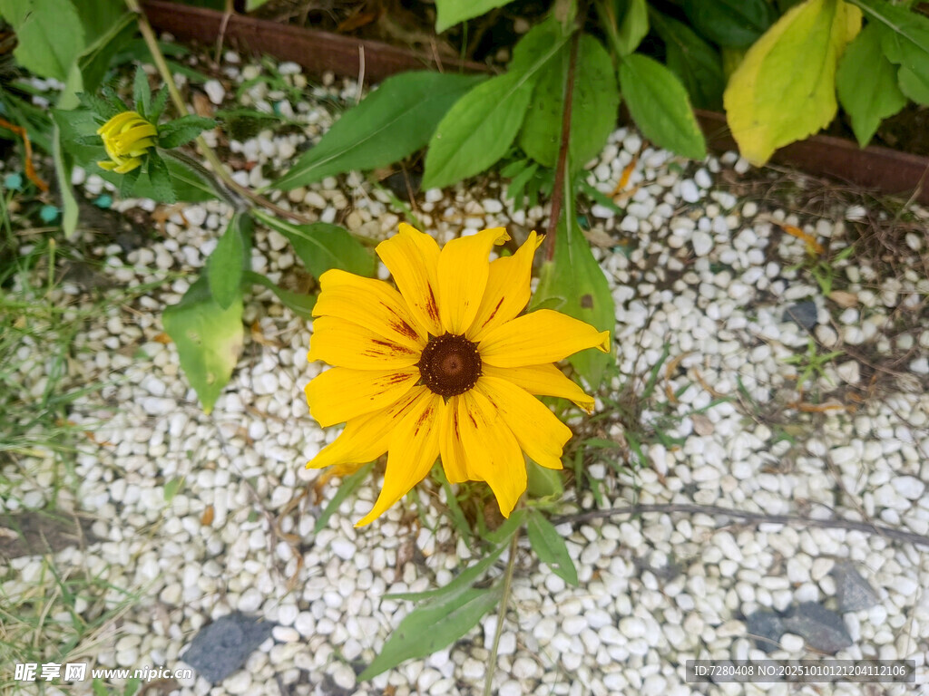 黄色小花绽放于碎石间