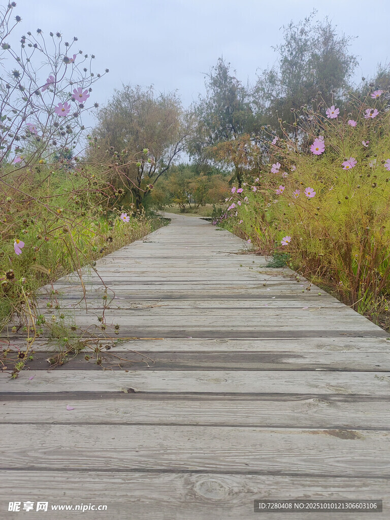 林间木栈道花草相伴