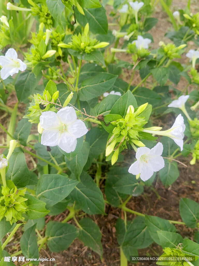 白色小花绽放于绿叶间