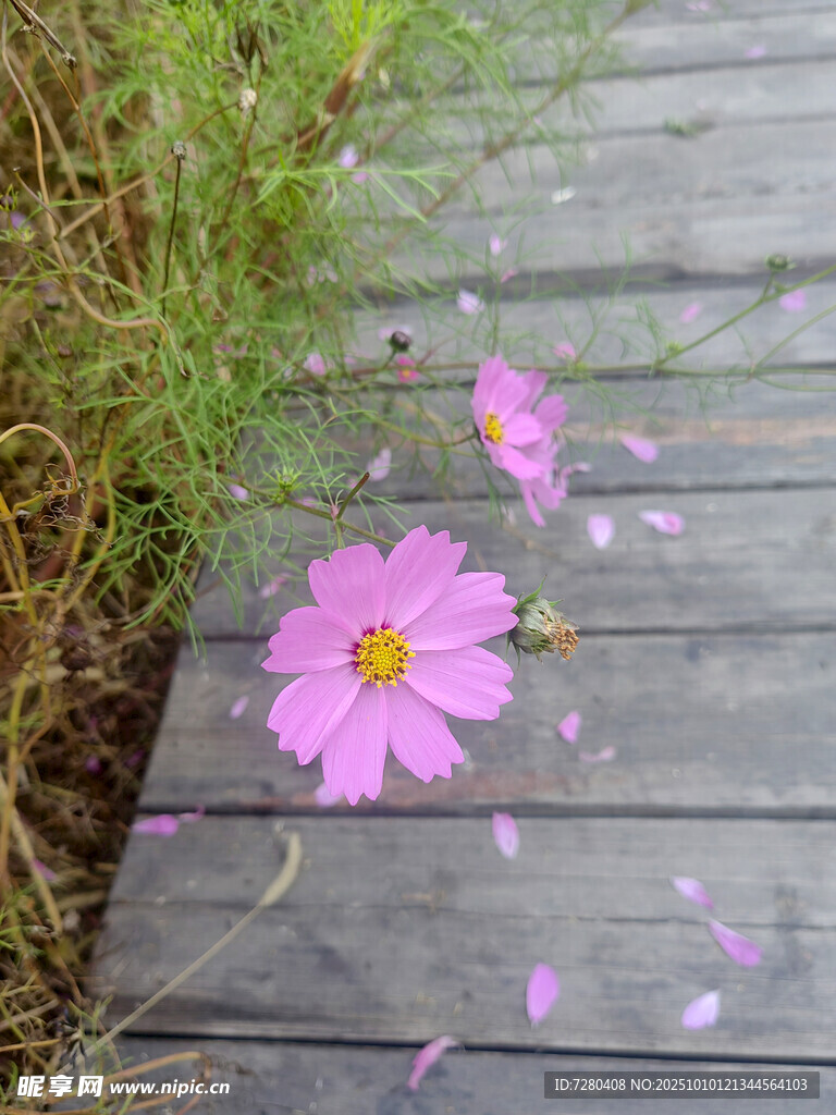木栈道旁绽放的粉色花朵