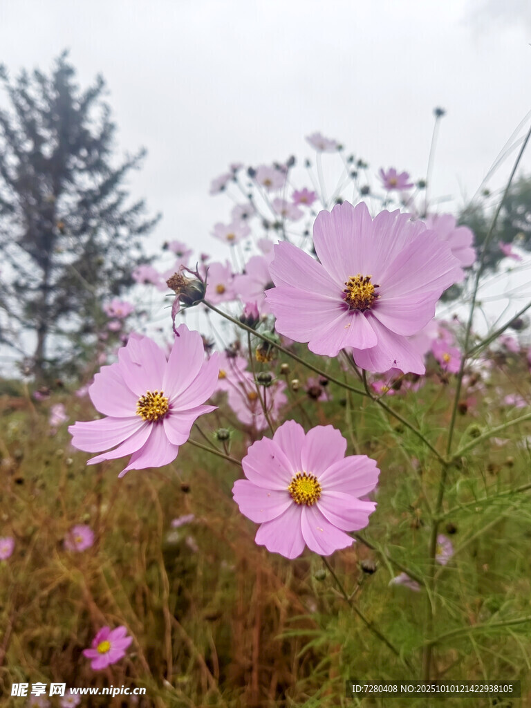 田野中的美丽波斯菊