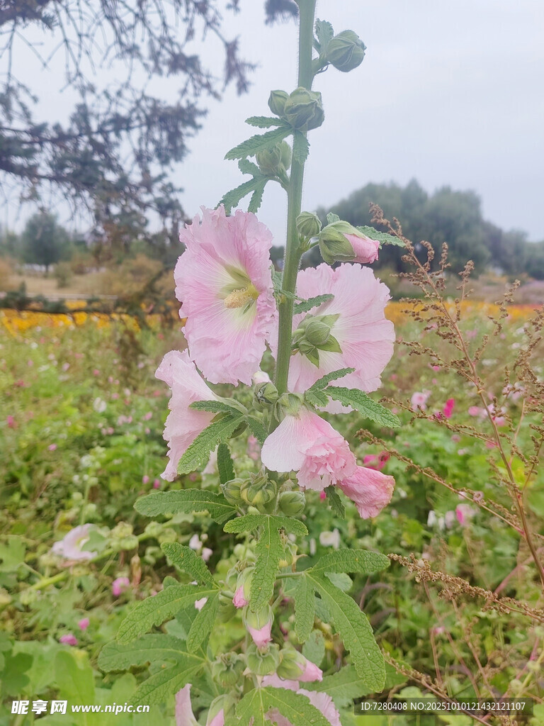 田野中的粉色蜀葵绽放