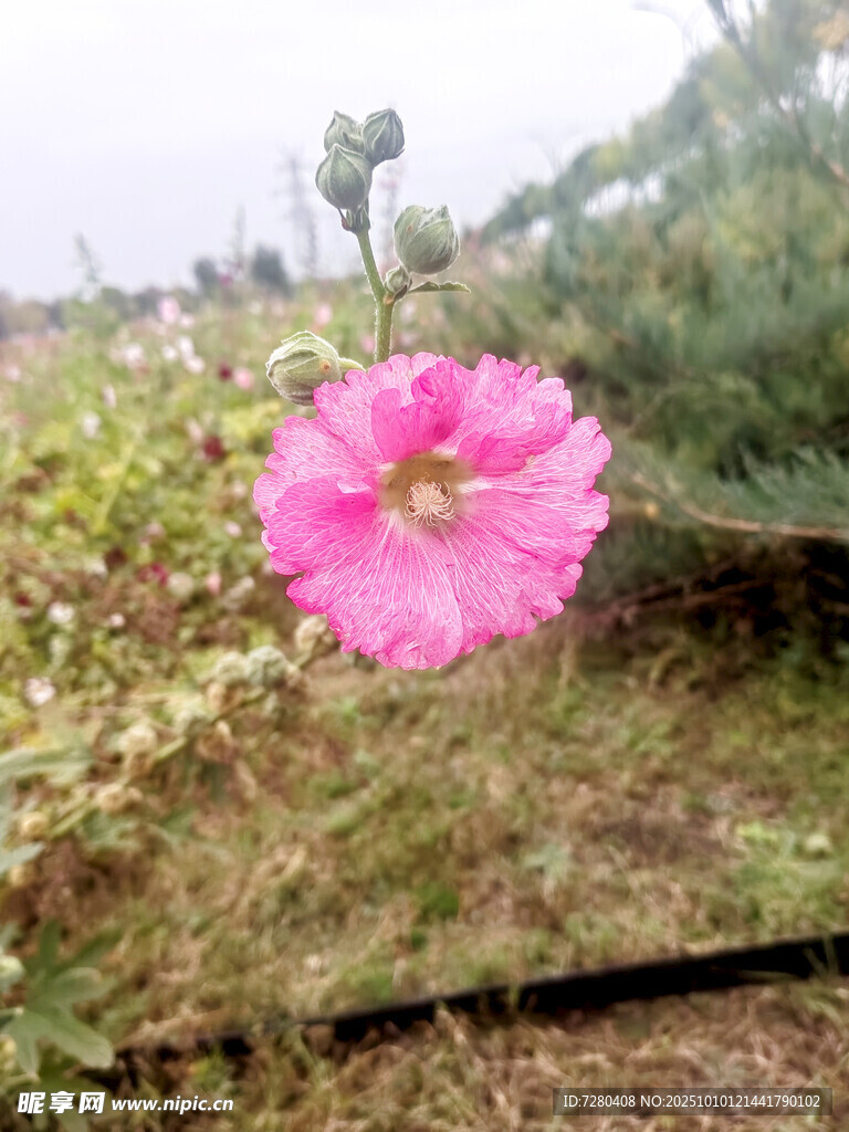 田野中的娇艳粉色花朵