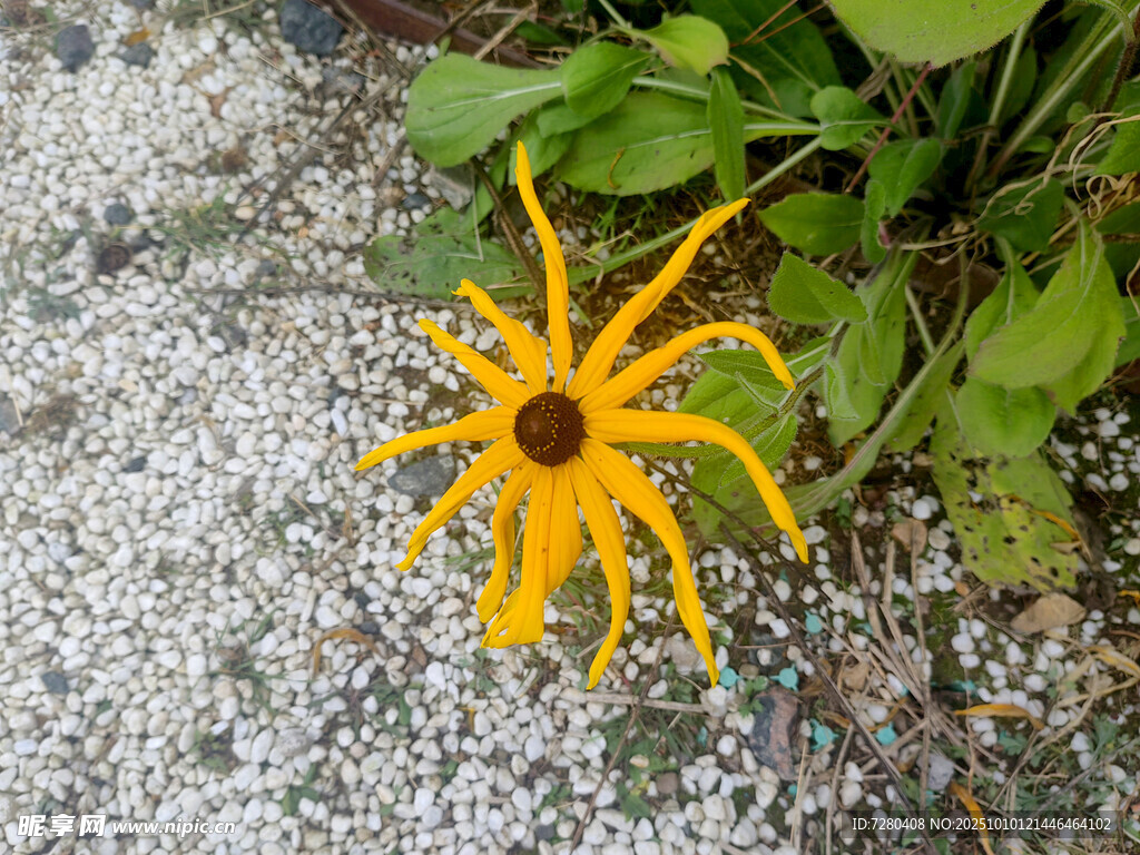 碎石间的黄色艳丽小花