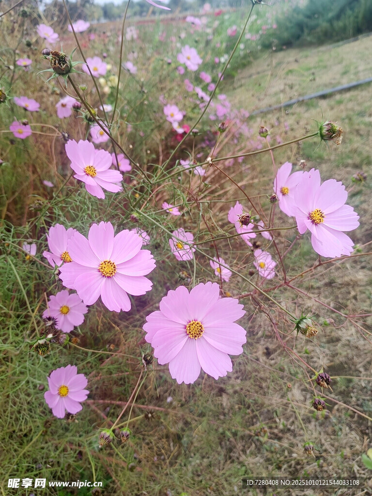 粉色格桑花绽放于草地
