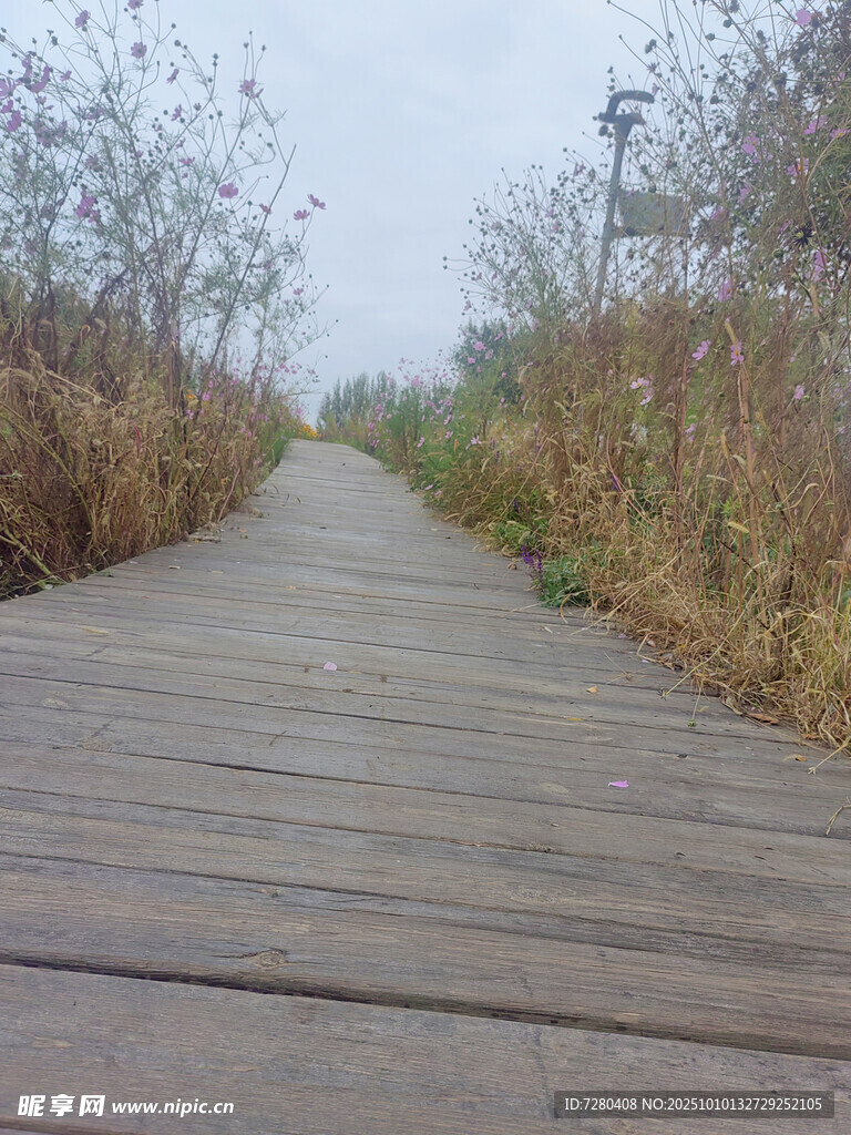 林间木栈道自然静谧之景