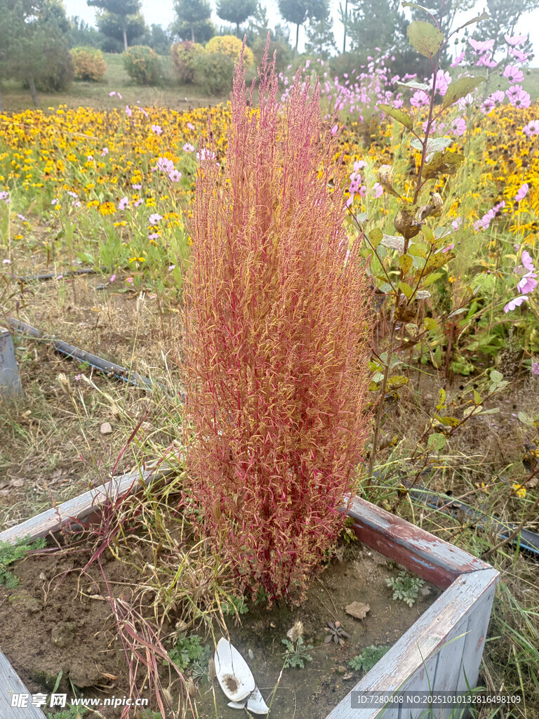 红色观赏草绽放于花园中