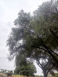 雨中葱郁大树