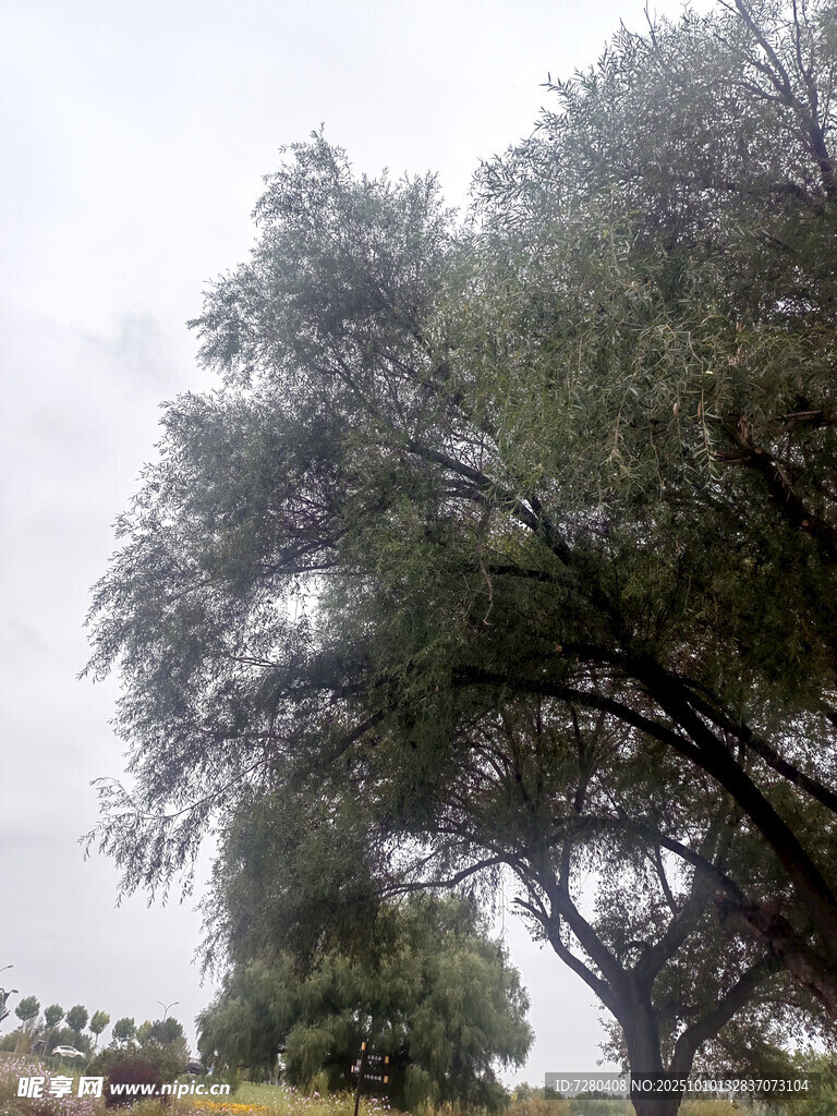 雨中葱郁大树