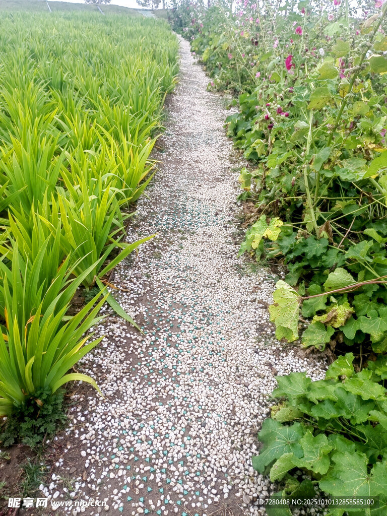 田园小径绿植相伴
