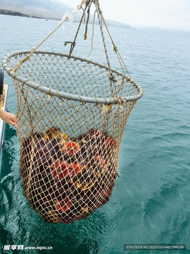 捕捞网中满满的海鲜
